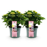 Hortensia - Hydrangea Magical Revolution Pink - Pink - 6-10 Bloemen - 2 Planten - Pot 23cm Hoogte 55cm