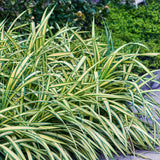 Green boutiQ - Siergrassen - Carex oshimensis Evergold - Geel & Groen - 2 Planten - Bladhoudend - Weinig Onderhoud - Pot 17cm Hoogte 50cm
