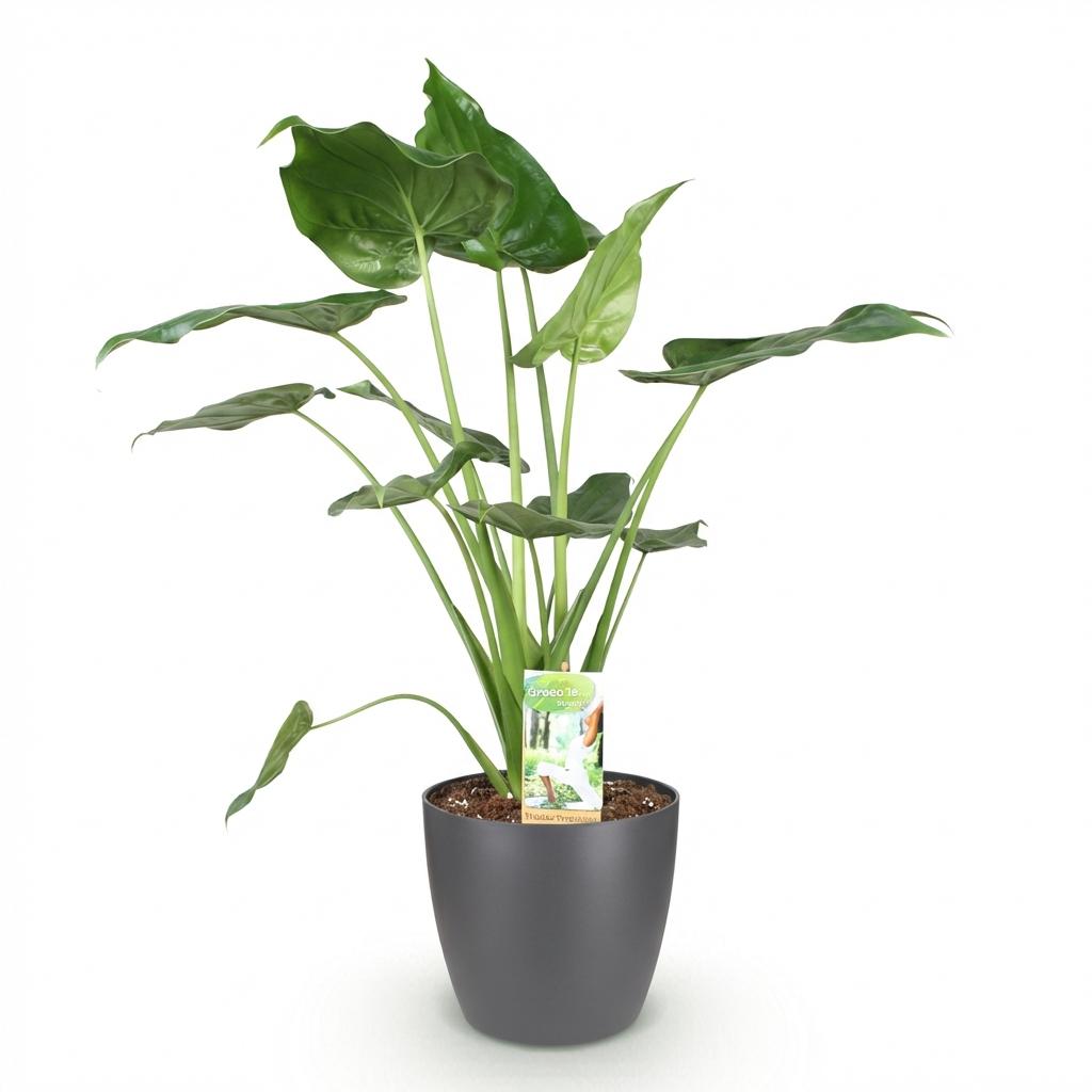 Alocasia Cucullata - Boeddha,s hand - Weinig onderhoud - Groen - 1 Plant - met Potter Grijs - Pot 21cm - Hoogte 65-70cm