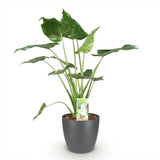 Alocasia Cucullata - Boeddha,s hand - Weinig onderhoud - Groen - 1 Plant - met Potter Grijs - Pot 21cm - Hoogte 65-70cm