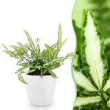 Pteris cretica Albolineata - Lintvaren - Huisdiervriendelijke Plant - Groen - 1 Plant - met Potter Wit - Pot 12cm - Hoogte 20cm