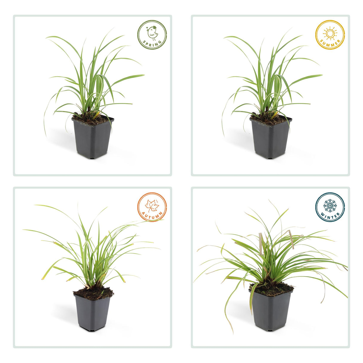 48x Carex morrowii 'Ice Dance' - ↕10-25cm - Ø9cm