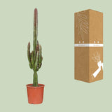 Euphorbia Trigona Rubra - ↕70cm - Ø17cm