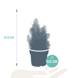 Cactus mix - ↕8-13cm - Ø6cm - 10x