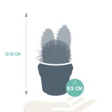 Cactus mix 8.5 cm - 3x - zonder pot