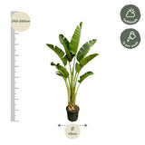 Paradijsvogelplant / Strelitzia Augusta XXL - ↕250cm - Ø45cm