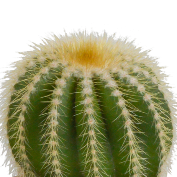 Bolcactus mix 8,5 cm | 3 stuks - in witte pot