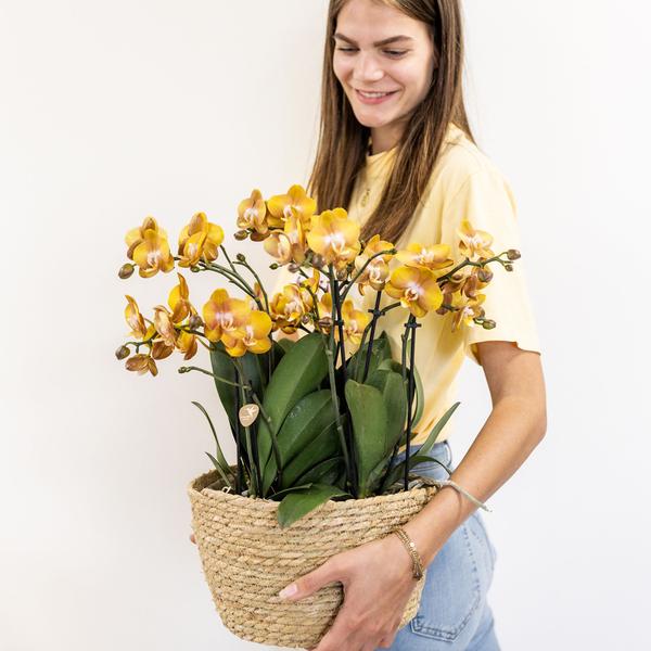 Ensemble d'orchidées orange dans panier en coton avec réservoir d'eau | trois orchidées orange Las Vegas 12cm | Mono Bouquet orange avec réservoir d'eau autonome.