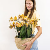 Ensemble d'orchidées orange dans panier en coton avec réservoir d'eau | trois orchidées orange Las Vegas 12cm | Mono Bouquet orange avec réservoir d'eau autonome.