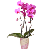 Roze Phalaenopsis orchidee - Niagara Fall  - potmaat Ø12cm