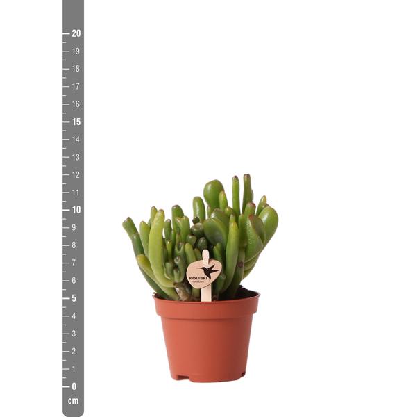 Kolibri Greens | Plante verte - Succulente Crassula Hobbit - pot Ø6cm - plante d'intérieur verte - fraîche du producteur