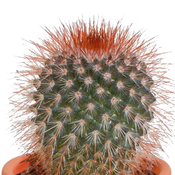Cactus en vetplanten mix - 15 stuks - Ø5.5cm