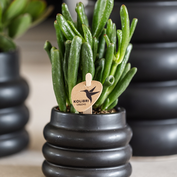Kolibri Greens | Plante verte - Succulente Crassula Hobbit - pot Ø6cm - plante d'intérieur verte - fraîche du producteur