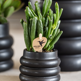 Kolibri Greens | Plante verte - Succulente Crassula Hobbit - pot Ø6cm - plante d'intérieur verte - fraîche du producteur