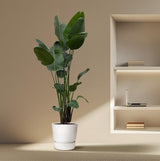 Strelitzia Nicolai XXL - ↕250cm - Ø50cm