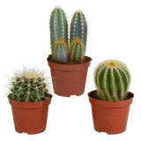 Cactus mix 8.5 cm - 3x - zonder pot