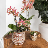 Kolibri Home | Pot Safari - 12 - Ø12cm