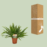 Nephrolepis Green Lady - ↕30cm - Ø12cm