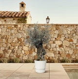 Olijfboom / Olea Europaea Bonsai - ↕250cm- Ø65cm