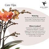 Oranje Phalaenopsis orchidee - Mineral Bolzano - potmaat Ø9cm