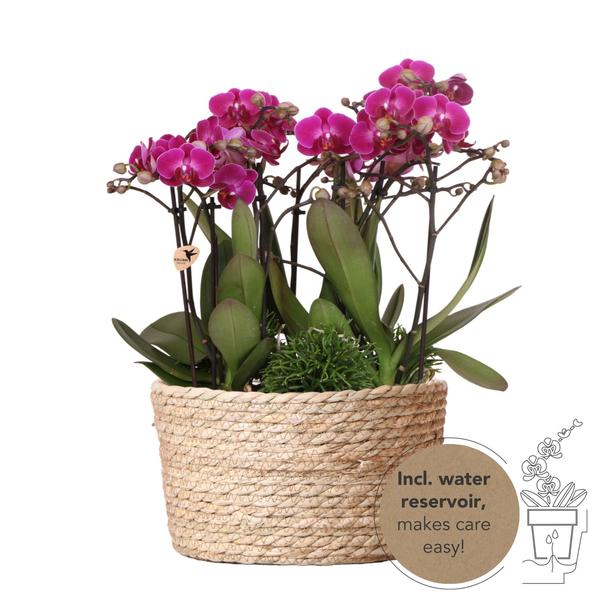 Paarse plantenset in Reed Basket incl. waterreservoir - 3x paarse orchideeën Morelia Ø9cm en 3x groene planten Rhipsalis