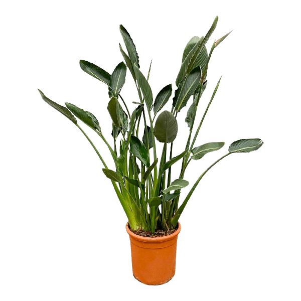 Strelitzia Reginae - ↕160cm - Ø30cm
