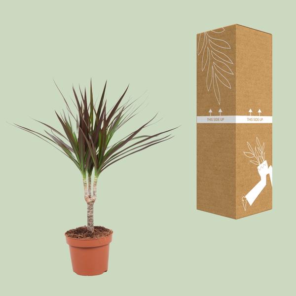 Dracaena Magenta - ↕50cm - Ø12cm