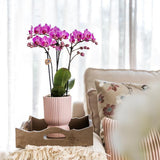 Kolibri Home | Diabolo Topf pink - Ø12cm
