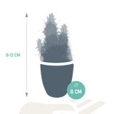 Cactus en vetplanten mix 5.5 cm | 15 stuks - in witte pot