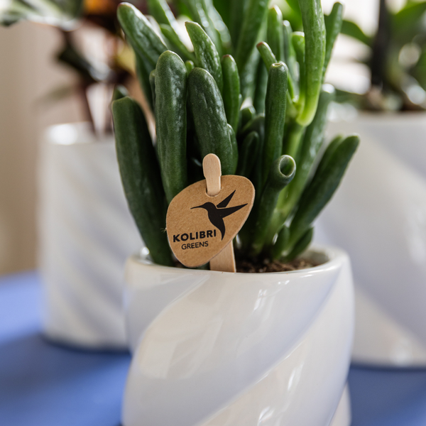 Kolibri Greens | Plante verte - Succulente Crassula Hobbit - pot Ø6cm - plante d'intérieur verte - fraîche du producteur