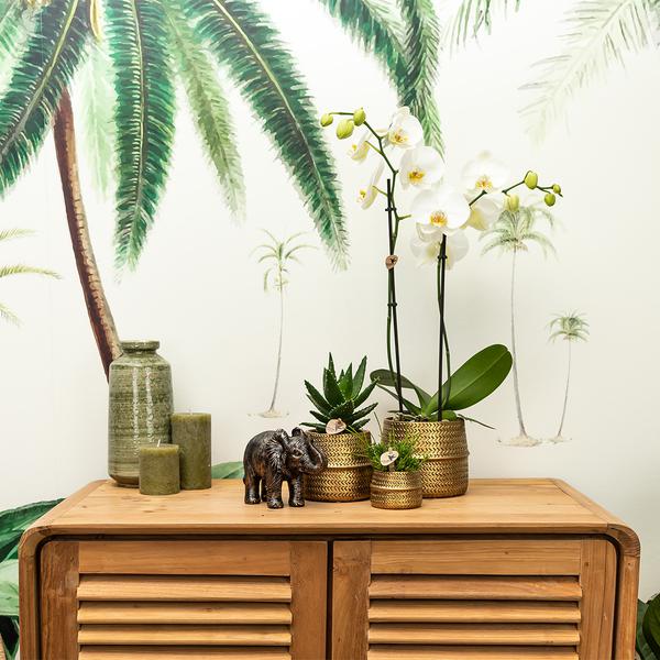 Kolibri Home | Pot de fleurs Groove - Pot décoratif en céramique dorée - taille du pot - Ø12cm