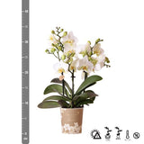 Witte phalaenopsis orchidee - Lausanne - potmaat Ø9cm