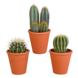 Cactus mix 8.5 cm - 3x - in terracotta pot