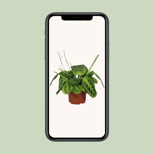 Maranta Leuconeura Fascinator Lemon Lime - ↕30cm - Ø12cm