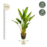 Strelitzia Augusta multi stam XXL - ↕225cm - Ø40cm