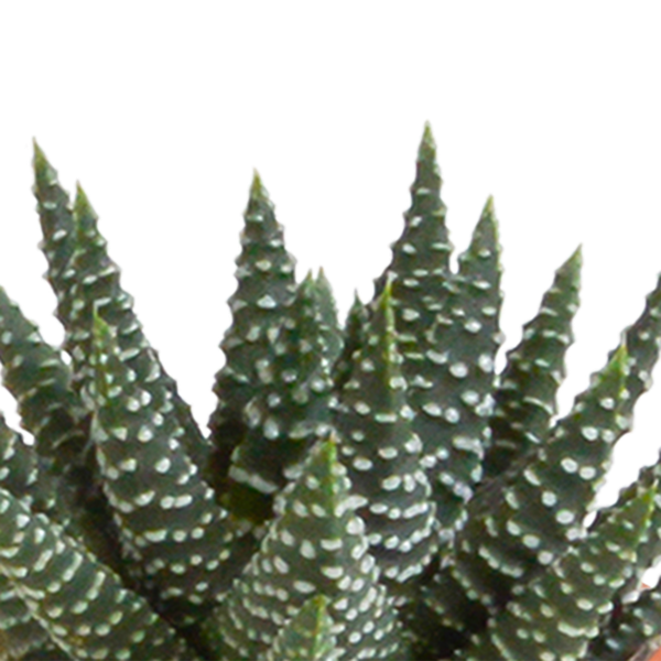 Cactus en vetplanten mix - 15 stuks - Ø5.5cm