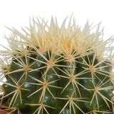 Cactus mix 10.5 cm - 3x - in terracotta pot