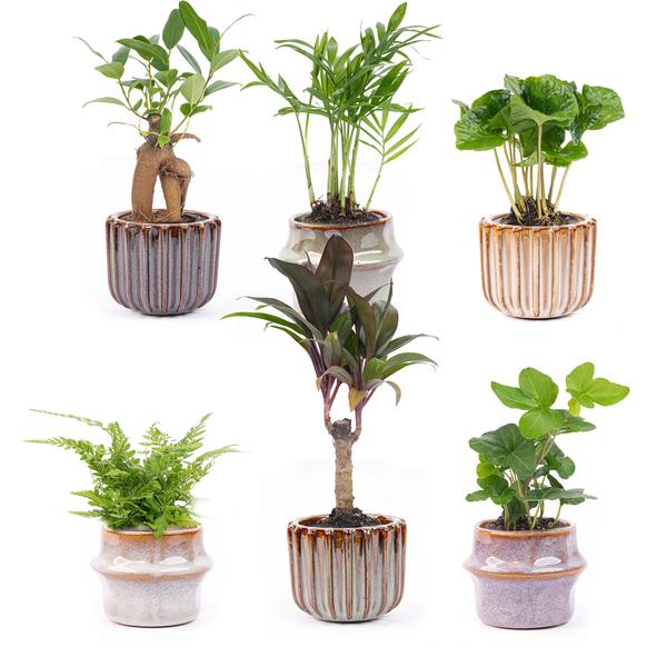 Mini planten set x6 - Incl. potten