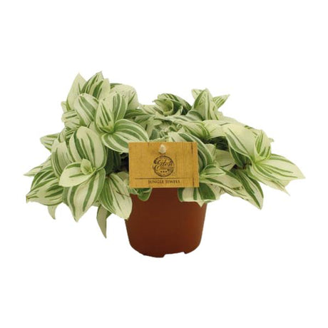 Tradescantia Brightness kopen, Tradescantia verzorgen, kleurrijke kamerplanten, onderhoudsvriendelijke planten, planten voor halfschaduw, Tradescantia luchtzuivering, compacte planten, trendy planten 2025, decoratieve kamerplanten.
