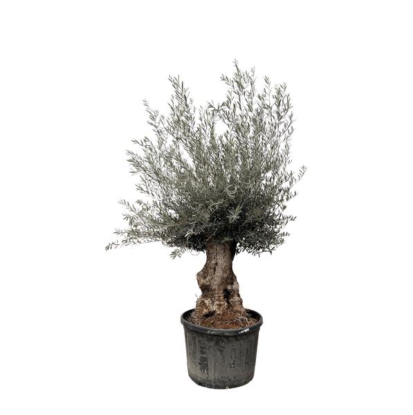 Olijfboom / Olea Europaea Bonsai - ↕225cm- Ø80cm