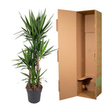 Yucca Elephantipe - ↕180cm - Ø34cm
