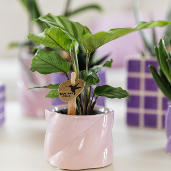 Calathea - Ø6cm