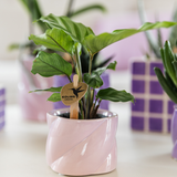 Calathea - Ø6cm