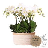 Orchideeënset in Cotton Basket | drie witte orchideeën Ghent 12cm | Mono Bouquet wit incl. waterreservoir.