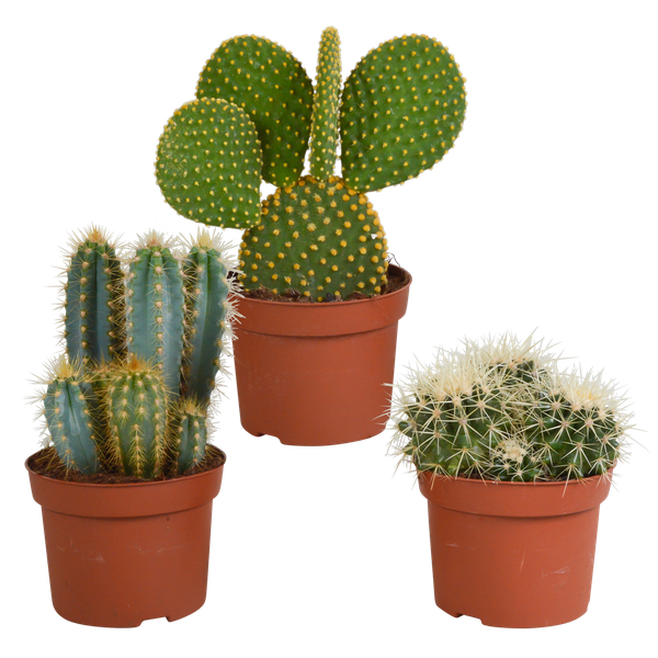 Cactus mix 10.5 cm - 3x - 12cm zonder pot