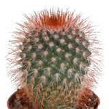 Cactus mix - ↕8-13cm - Ø6cm - 10x