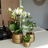 Kolibri Home | Pot de fleurs Groove - Pot décoratif en céramique dorée - taille du pot - Ø12cm