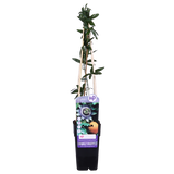 Passiflora Blauw caerulea - ↕65cm - Ø15cm