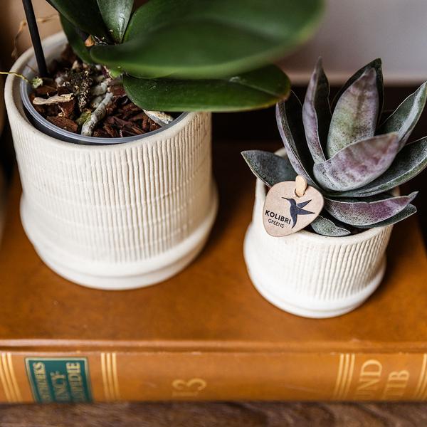 Bali sierpot  - Gebroken Wit - Ø6cm