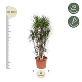 Dracaena Marginata vertakt - ↕220cm - Ø40cm